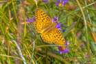 USA-Wyoming-Laramie Zerene fritillary close-up Art Print